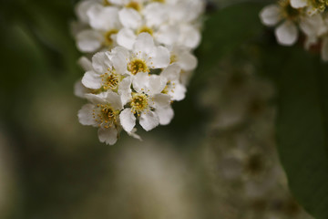Blossom bird-cherry tree flowers close up. Bright macro shot. Spring time.