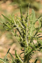 Thistle on the field with a lot of plant lice