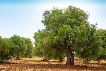 Olive plantation with old olive tree in the Apulia region, Italy