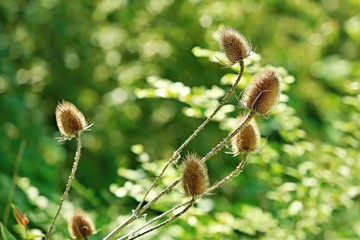 Dry spiky plant, Dipsacus sativus, growing in nature, green leaves in background, sunny day, backlit