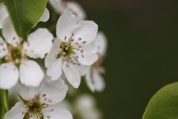 Blossom pear tree flower close up. Bright macro shot. Spring time.