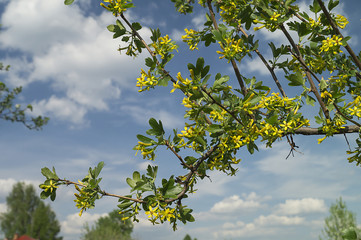 Spring blossom of the currant in garden