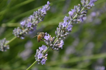 Abeille qui butine sur un brin de lavande 