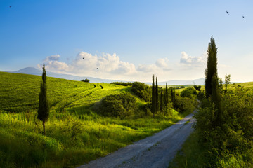 italy countryside landscape with cypress trees on the  mountain path ; sunset over the tuscany hills