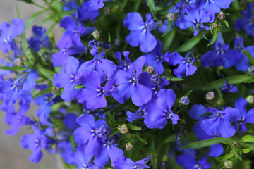The beautiful sapphire blue flowers of Lobelia erinus, a popular summer bedding plant - obrazy, fototapety, plakaty