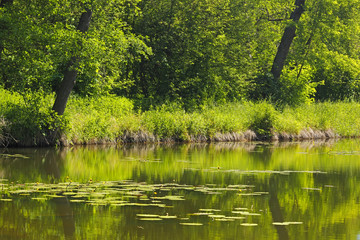 Lake surface with yellow water-lily plants and grassy forest boundary