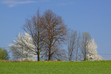 Fototapeta na wymiar Spring landscape with white flowering trees and blue sky