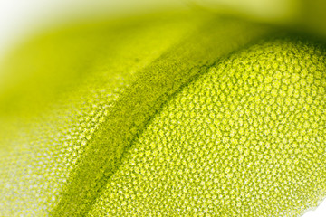 Detail of moss leaf (Plagiomnium affine)