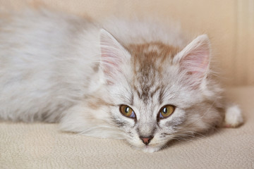 Kitty lay on sofa