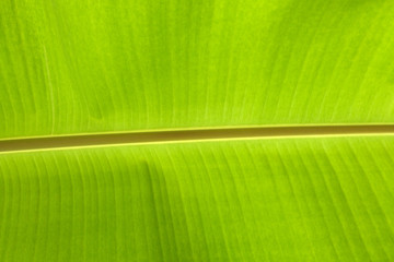 close up banana leave