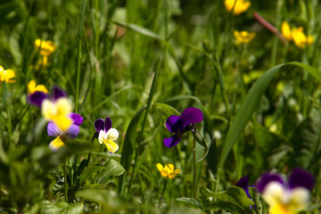 violet horn in the spring garden