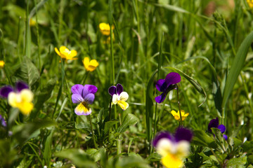 Fototapeta na wymiar violet horn in the spring garden