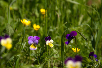 violet horn in the spring garden