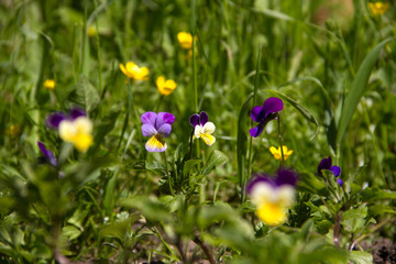 violet horn in the spring garden