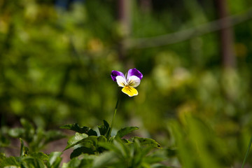 violet horn in the spring garden