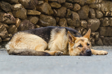 bored german shepherd lying on the ground