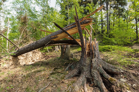 Windbruch im Wald Sturmschaden
