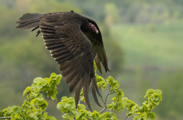Bird in flight