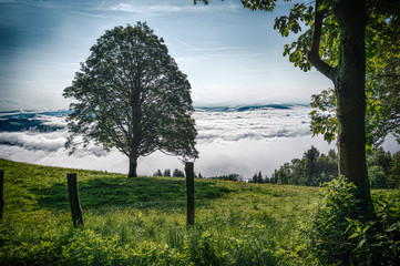 Landschaft mit Baum und Nebel