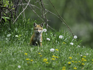 Red Fox Cub ( Pup) Sitting on Green Grass Portrait in Spring