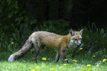 Red Fox Female Vixen Walking on Green Grass in Spring