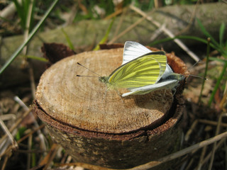 Bielinek bytomkowiec (Pieris napi) - dwa kopulujące motyle na pniu © Iwona