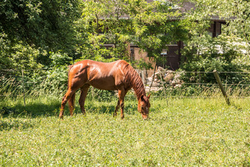 Horses on the green meadow