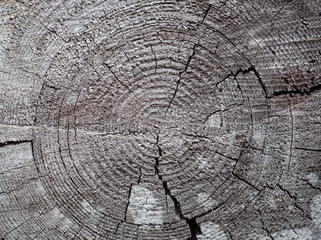 Fototapeta premium The texture of wood cut across.
