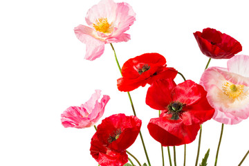 Summer field flowers. Red and pink poppies isolated on white background