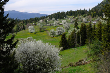 Gruzja, płaskowyż Dabadzveli - górska wioska z kwitnącymi drzewami owocowymi