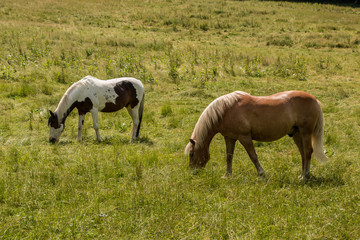 Naklejka na ściany i meble Horses on the green meadow