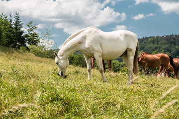 Obraz na płótnie Canvas Horses on the green meadow