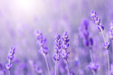 Obraz premium poranek lawendy polowej