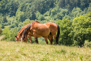 Horses on the green meadow