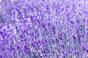 Crédence de cuisine en verre imprimé Lavande field lavender morning