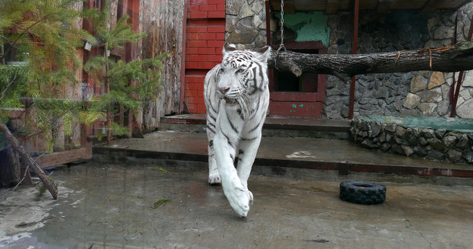 white tiger zoo