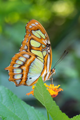 Fototapeta na wymiar Malachite butterfly- Siproeta stelenes, beautiful malachite butterfly from New World bushes and forests.