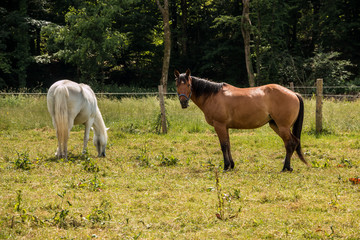Obraz na płótnie Canvas Horses on the green meadow