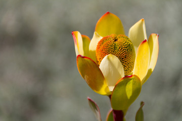 Fototapeta na wymiar Gorgeous close up of a Conebush or Leucadendron flower - a native of South Africa.