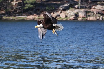Bald Eagle