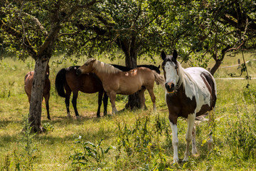 Obraz na płótnie Canvas Horses on the green meadow