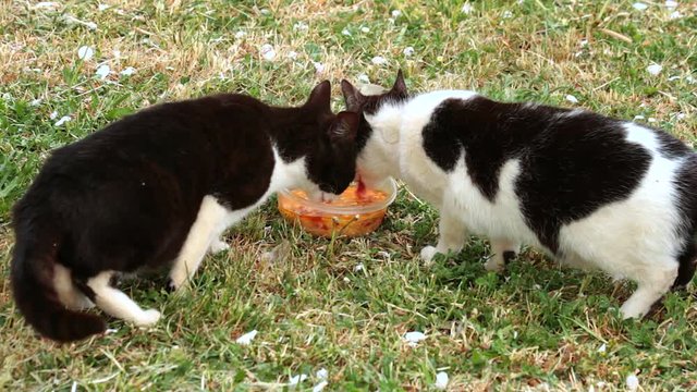  Dos gatos comiento en un bol - 2 cortes en continuidad