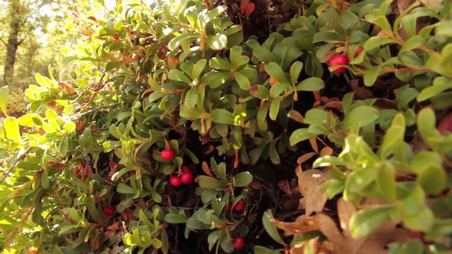 Planta de Gayuba con los Frutos  de Color Rojo 