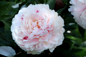 Pfingstrosenblüte in Rosa Makro