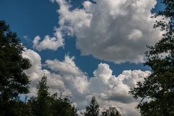 Obraz premium The forest and the deep blue sky with white clouds