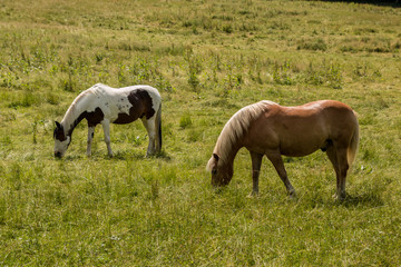Naklejka na ściany i meble Horses on the green meadow