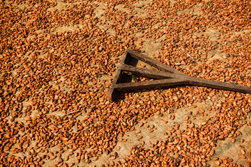Cocoa beans laid out to dry in a cocoa farm in Cameroon 