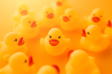 Rubber ducks in leadership concept