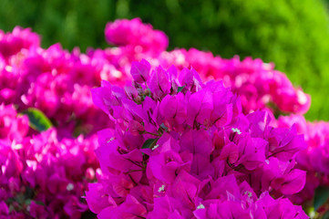 Pink bougainvillea close-up, on a green blurred background