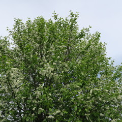 Prunus padus, grape cherry, white large shrub blooms and smells in the spring
